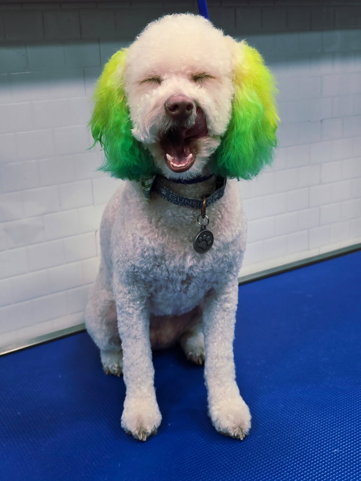 White curly-coated dog with green and yellow dyed ears