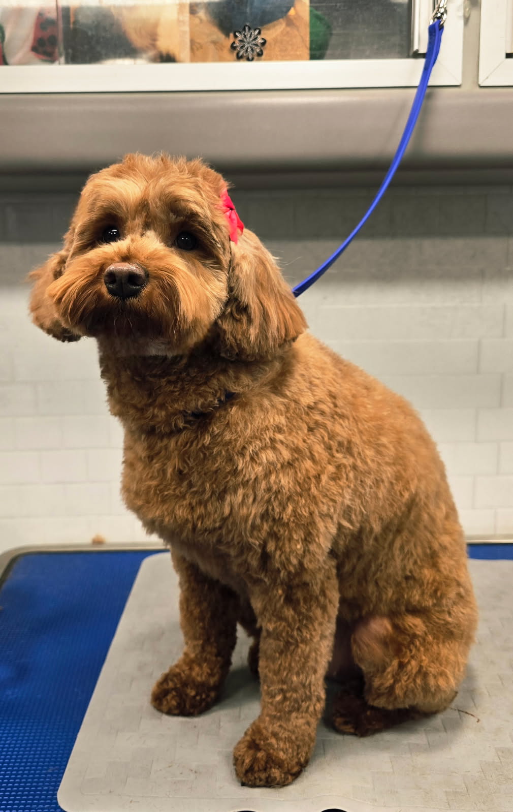 Brown curly-coated dog with a pink bow after a groom
