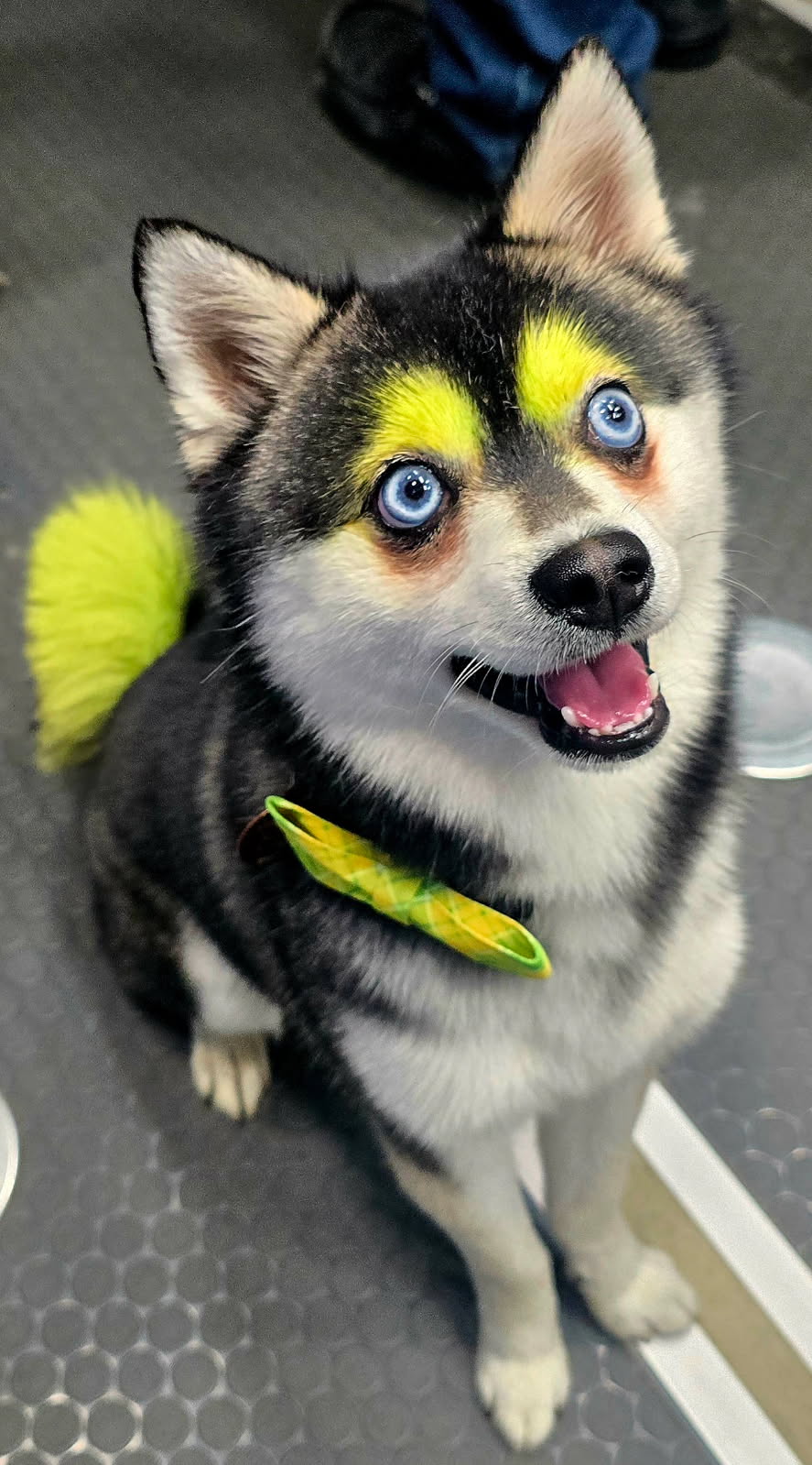 Aroma Pet Spa's husky, blended into a blue background
