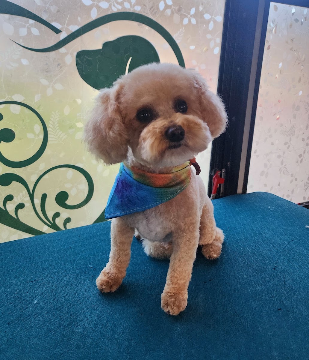 Apricot doodle wearing a tie-dye bandana