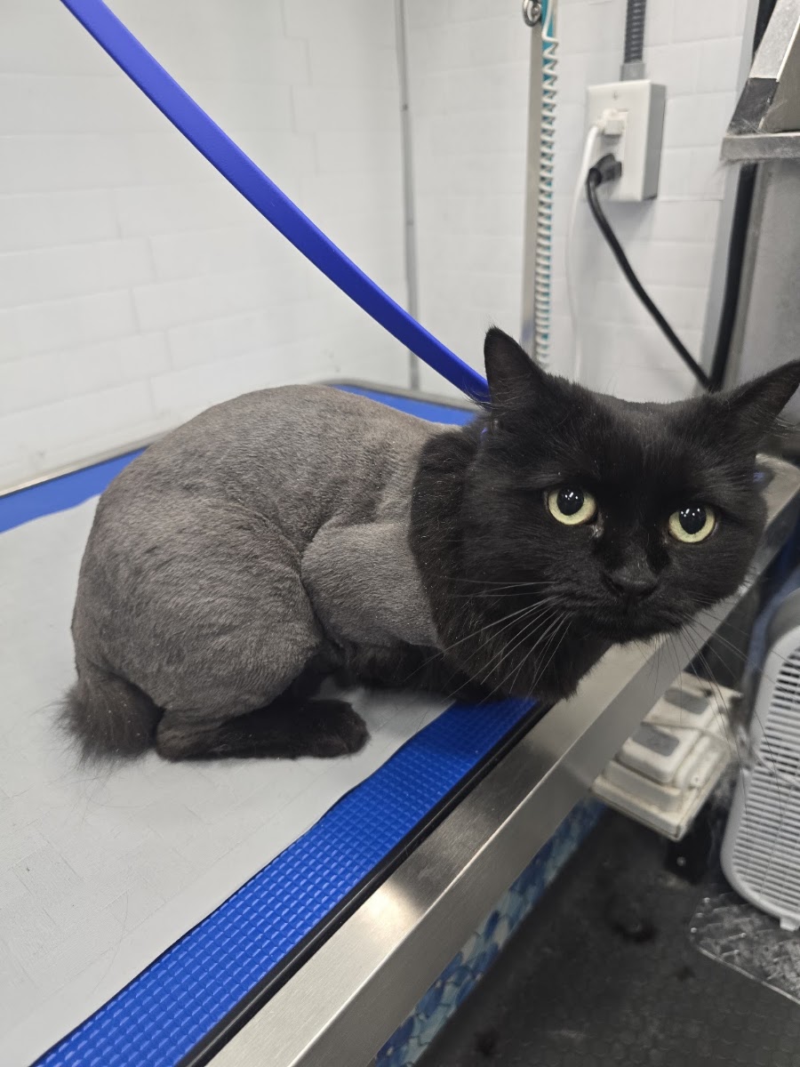 Black cat with a lion cut on a blue grooming table