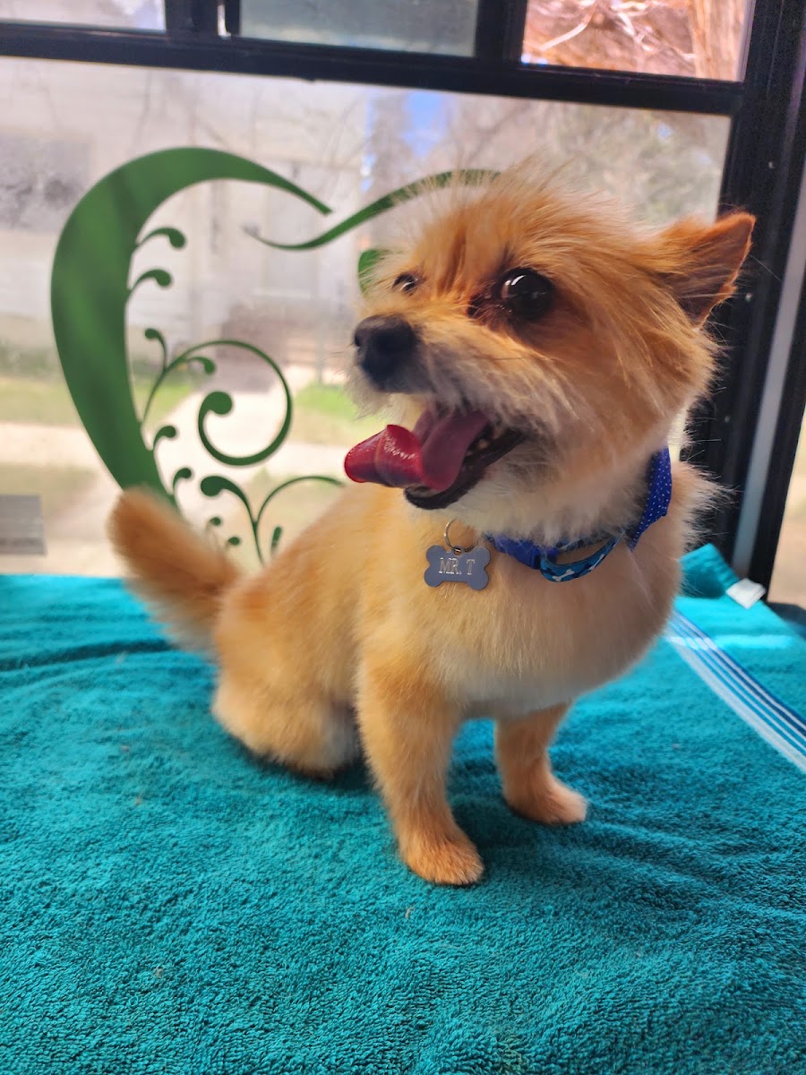 Orange fluffy dog on a teal towel